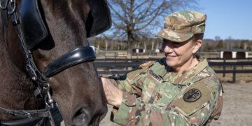 U.S. Army Reserve Maj. (Dr.) Moira Roberts examines Perseus, one of the horses in the U.S. Army's Caisson Detachment. Roberts, an equine veterinarian, was part of the team brought to Virginia in 2024 to oversee the care and treatment of the horses. Photo by Russell Toof
